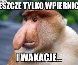 Zakończenie roku w memach! Uczniowie świętują, nauczyciele oddychają z ulgą [GALERIA]