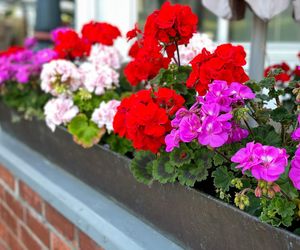 Zmiel i podlewaj pelargonie w maju i czerwcu, a będą kwitły jak szalone. Bogaty koktajl przyspieszy kwitnienie i wzmocni roślinę. Naturalny nawóz do pelargonii