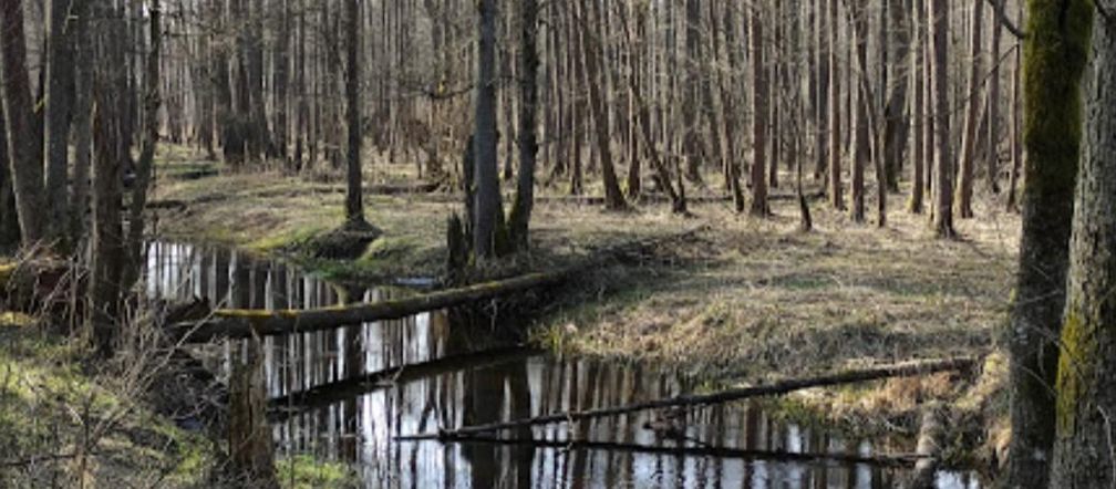 To miejsce jest opuszczone, choć leży o krok od głównej atrakcji Podlasia. Istnieje od blisko 1000 lat!