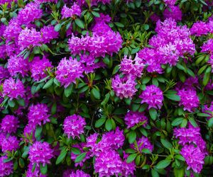 Nauczycielka przyrody mówiła. by mieszać to w konewce i podlewać rododendrony. Dzieki tej odżywce Twój rododendron pokryje się kwiatami niczym paszport podróżnika stemplami. Odżywka do rododendrona 