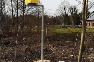 Kierowcy ściągają nogę z gazu, a w środku baraszkują ptaszki. Nietypowa budka lęgowa w Badzianowicach