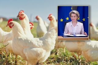Embargo na polski drób? Bruksela zaskakuje