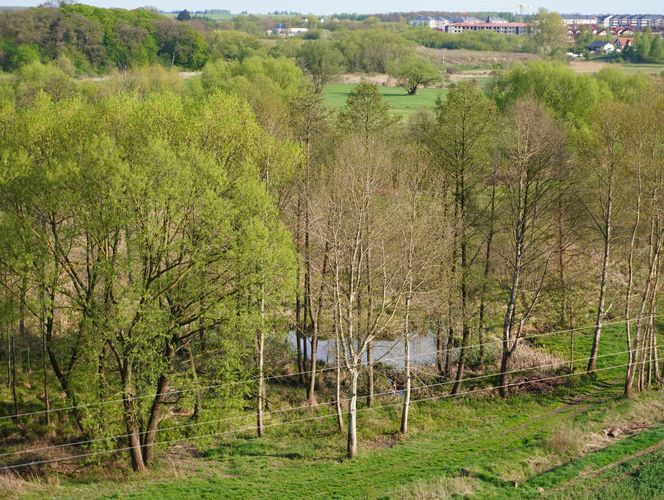 Krajobraz z wieży widokowej w Łysakowie niedaleko Lublina
