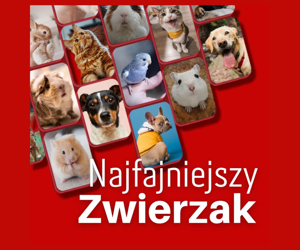 Najfajniejszy Zwierzak