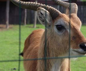 Zoo w woj. lubelskim ma niespodziankę na Dzień Dziecka!