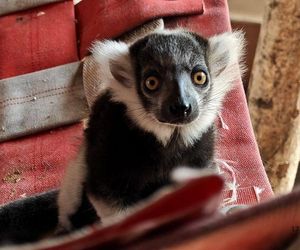 Oto nowy król lemurów w Śląskim Ogrodzie Zoologicznym. Rapid wygina śmiało ciało i zachwyca turystów