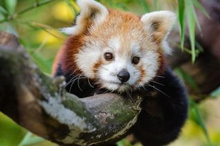 W poznańskim ZOO zasłynęła z ucieczki. Teraz panda ruda ponownie wyrusza w podróż 