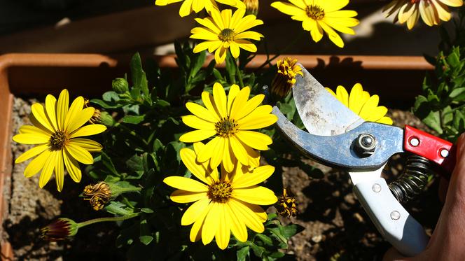 Osteospermum – stokrotka afrykańska