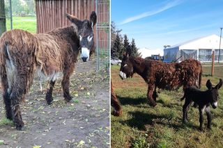 Przesłodkie osiołki z dredami na wybiegu! Tak podbijają serca w Zoo pod Łodzią